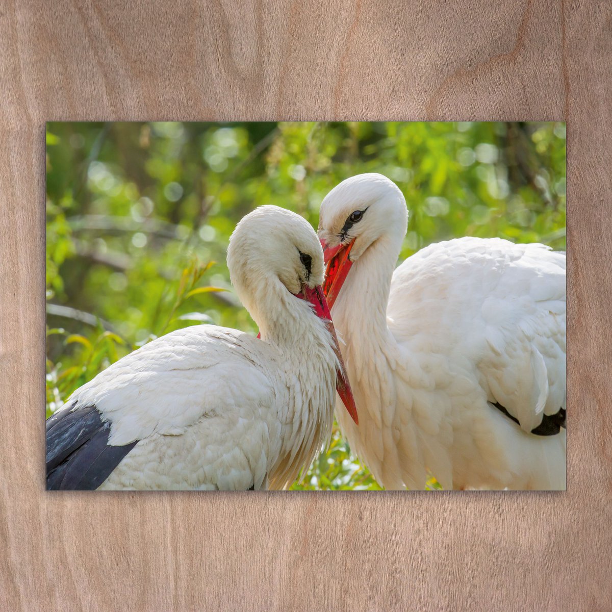 Carte postale, carte postale, 0562 Connecteurs de quelques cigognes blanches sur les oiseaux d'oiseaux Nest