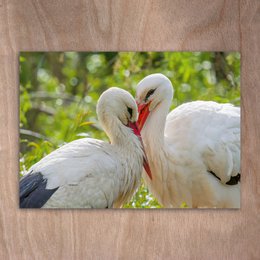 Postcard, Postkarte, 0562 Störche Paar Weißstörche auf dem Nest Vogel Vögel