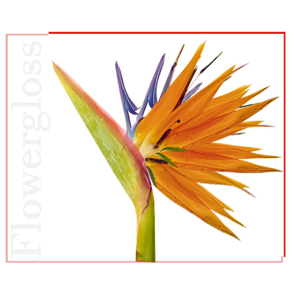 Flowergloss FG08 Strelitzia | lavet af frugt og grøntsager 💚 Vegansk uden titaniumdioxid "NYT"