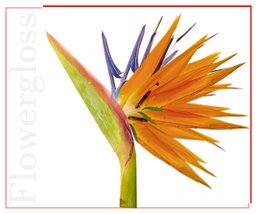 Flowergloss FG08 Strelitzia | lavet af frugt og grøntsager 💚 Vegansk uden titaniumdioxid "NYT"