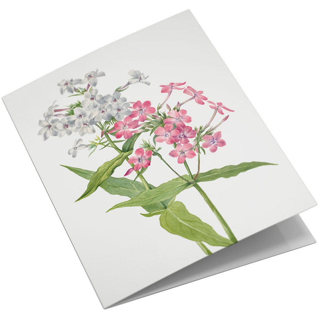 Lykønskningskortsæt Vilde blomster