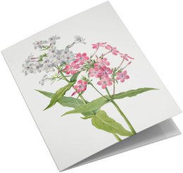 Lykønskningskortsæt Vilde blomster
