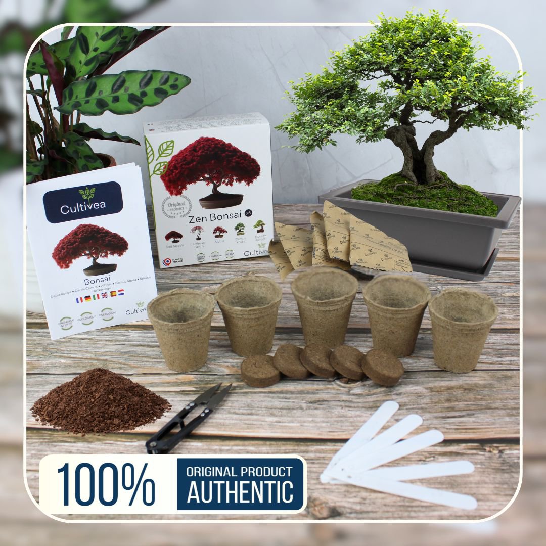CULTIVEA® Ready to Grow Kit 6 Bonsai – Garten gestalten und dekorieren – Weihnachtsgeschenkidee (Roter Ahorn, Chinesischer Cercis, Juniperus, Liquidambar, Gemeine Fichte)
