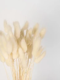 Weißer Lagurus-Trockenblumenstrauß