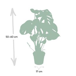 Monstera Deliciosa - Hole plant - Ø17cm - ↕55cm