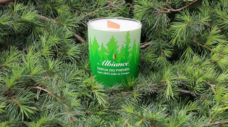 ALBIANCE - Abies Alba Plant Candle