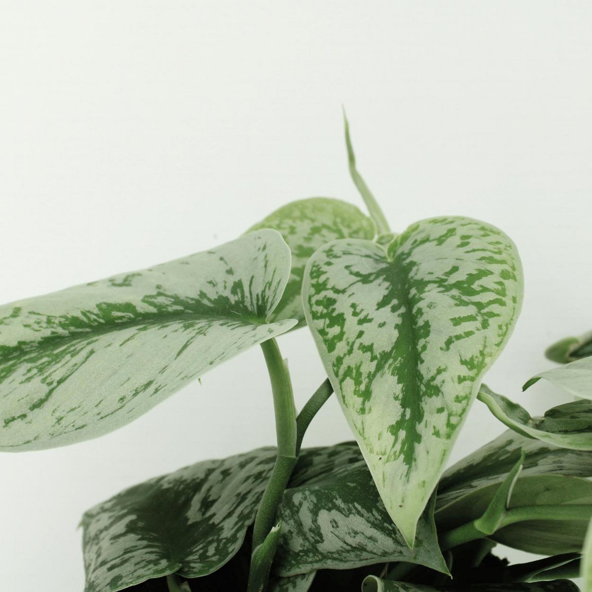 2X SCINDAPSUS picture Trebie - Epipremnum - 25cm - ø15