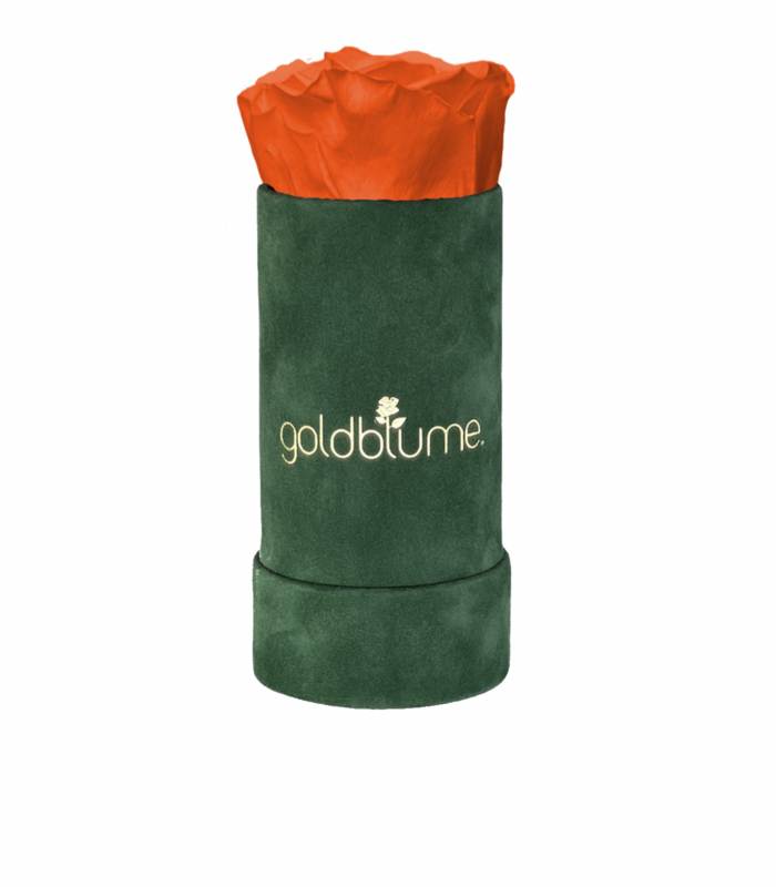 Colección Terciopelo Verde