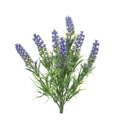  Tall purple lavender plant with green leaves and stems.