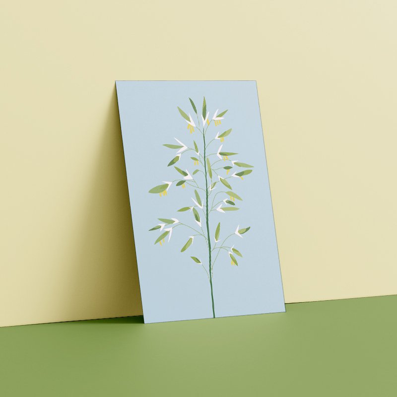 Carte Postale Botanique - Bromus