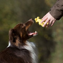 Greta Giraffe - kultlegetøj til hunde