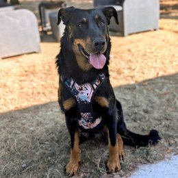 Savane Comfort Y Harness