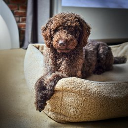 TEDDY I KLASSISK HUNDEBETT