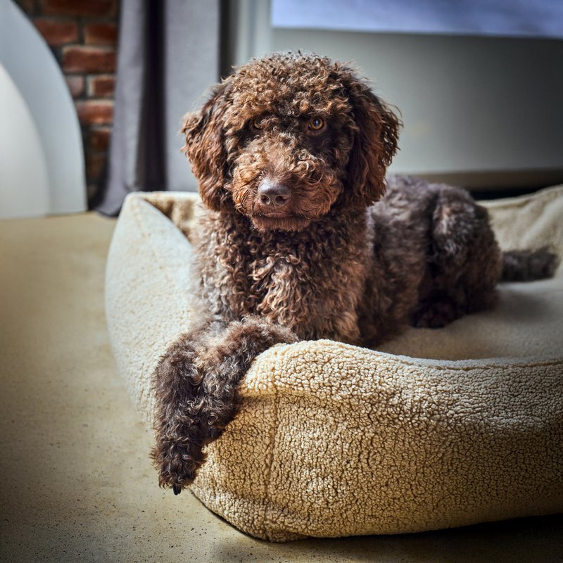 TEDDY I KLASSISK HUNDEBETT