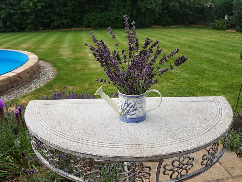 Lavendel-Gieákanne lille
