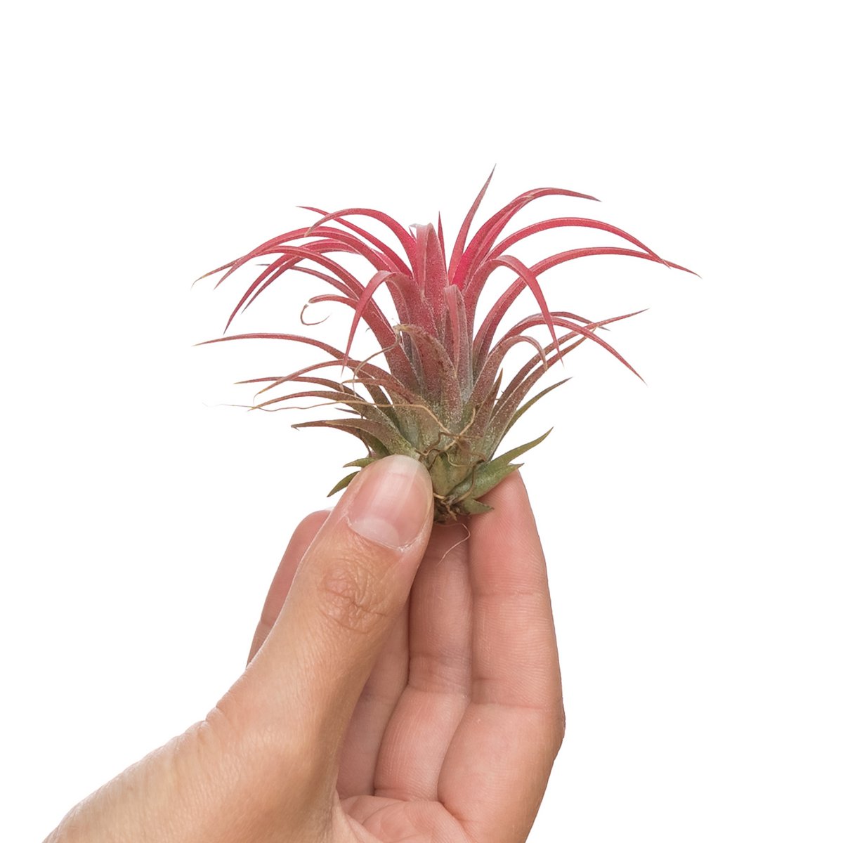 Tillandsia Ionantha Czerwony