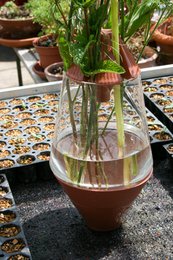 Laboratorio floral