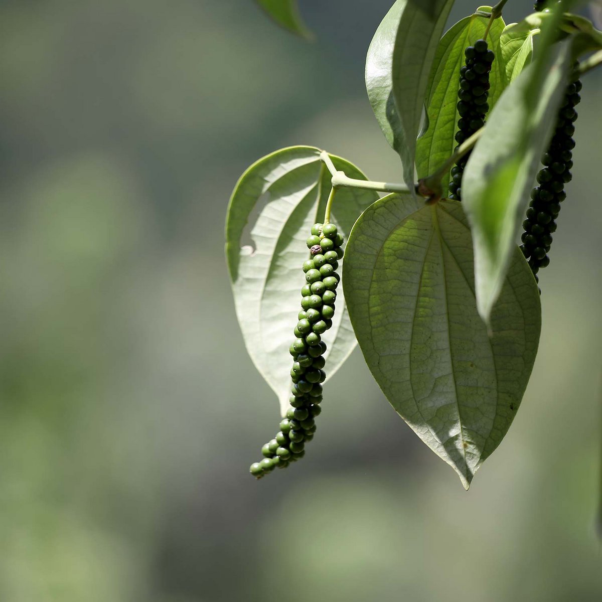 Zwarte peper volledig, premiumkwaliteit rechtstreeks van de Spice Garden, organisch, 250 g