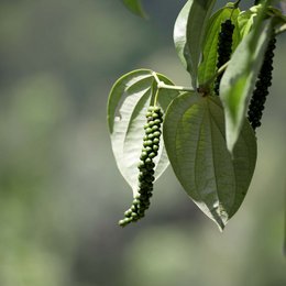 Zwarte peper volledig, premiumkwaliteit rechtstreeks van de Spice Garden, organisch, 250 g