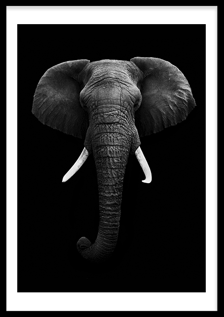 elefante
