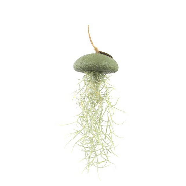 Air Plant Anhänger-Sea-ähnlich mit Tillandsia-war-grün