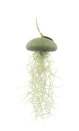 Tillandsia air plant in a warm green sea urchin-shaped holder. The air plant has long, green leaves and is displayed on a light-colored background.