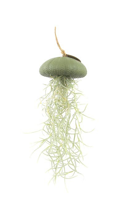 Wciągnik powietrza przypominający wisiorek z Tillandsia-Cath-Green-Large