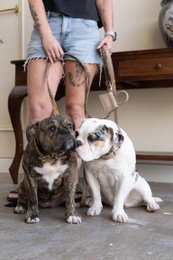 The Dog Musthaves Designer Bag – Belohnungstasche für Hundeleckerlis und Kotbeutelspender – Sand Taupe