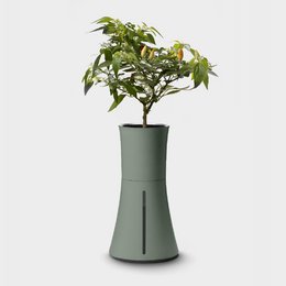 Botanium - Laurel Green (6-pak)
