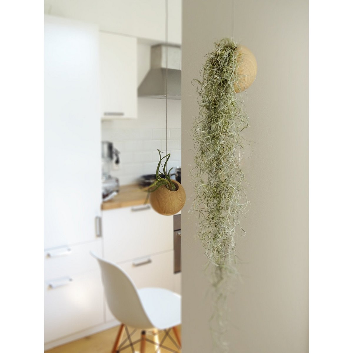 Tillandsia Usneoidus (hiszpański mech)
