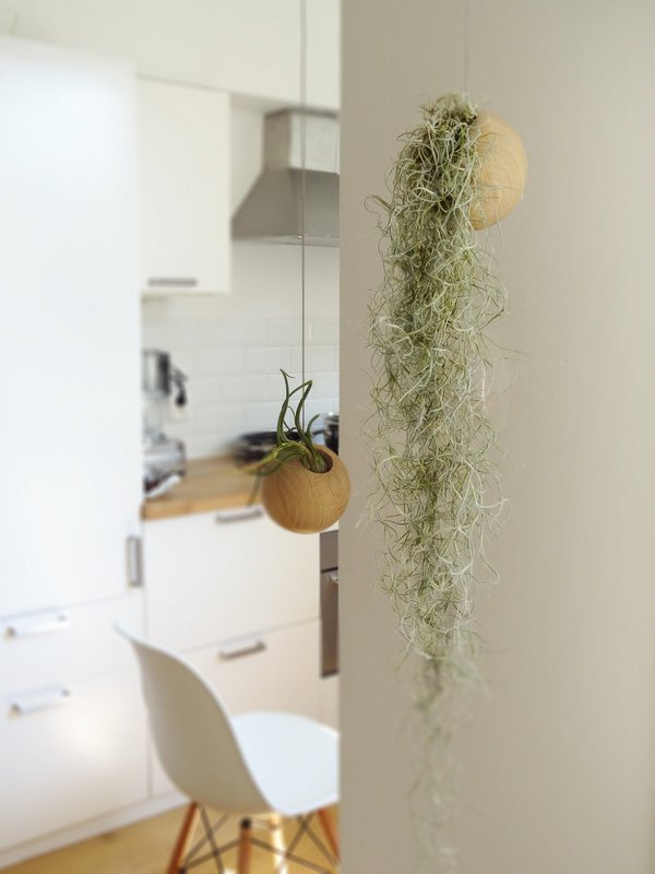 Tillandsia Usneoidus (Spanish Moss)