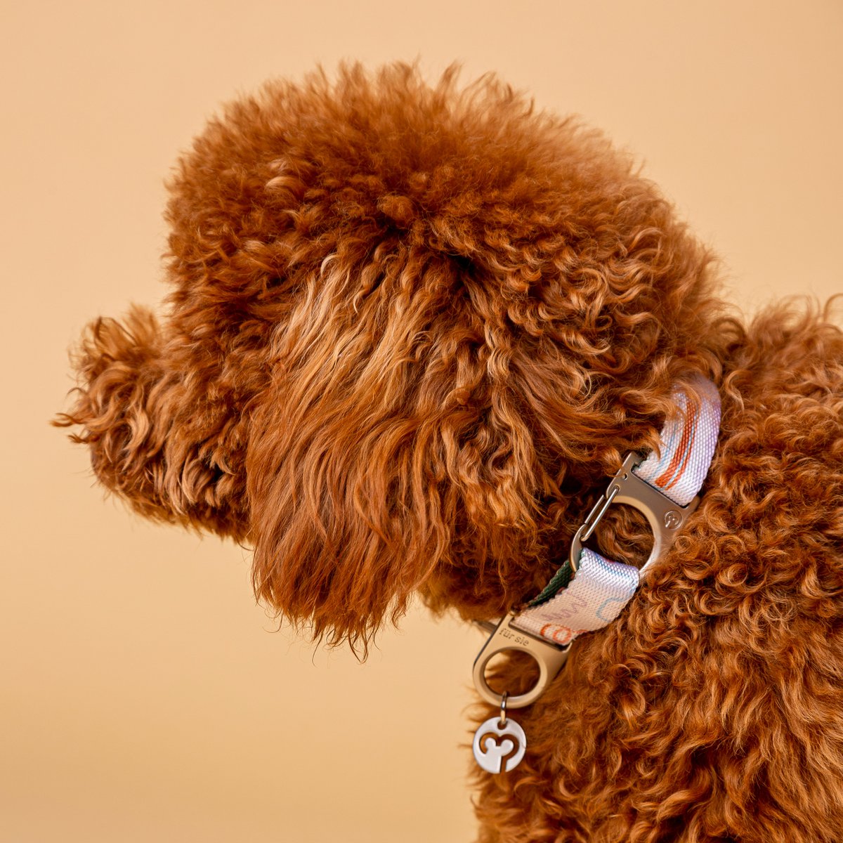 Collier pour chien Matteo