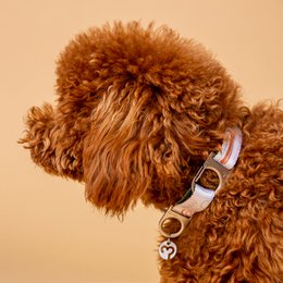 Matteo hundehalsbånd