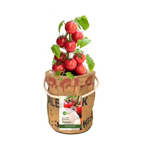 Grow your own tomatoes