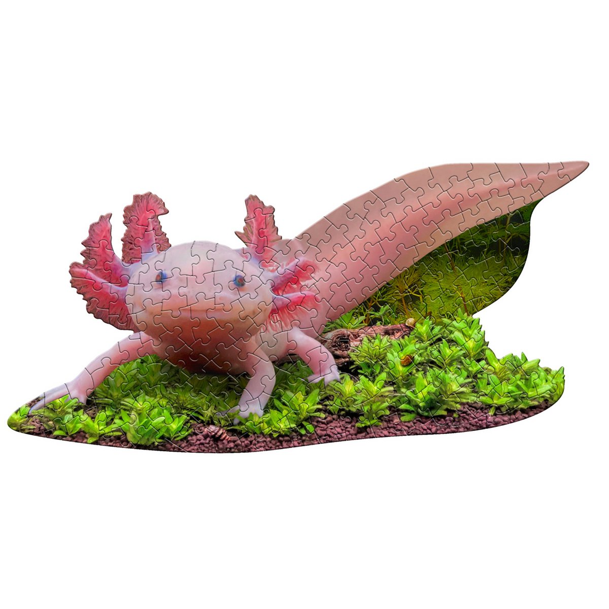 I Am Lil' - Axolotl