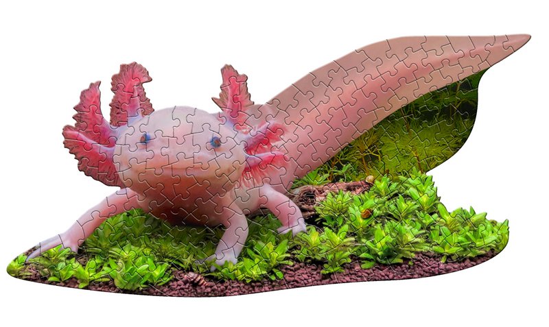 I Am Lil' - Axolotl