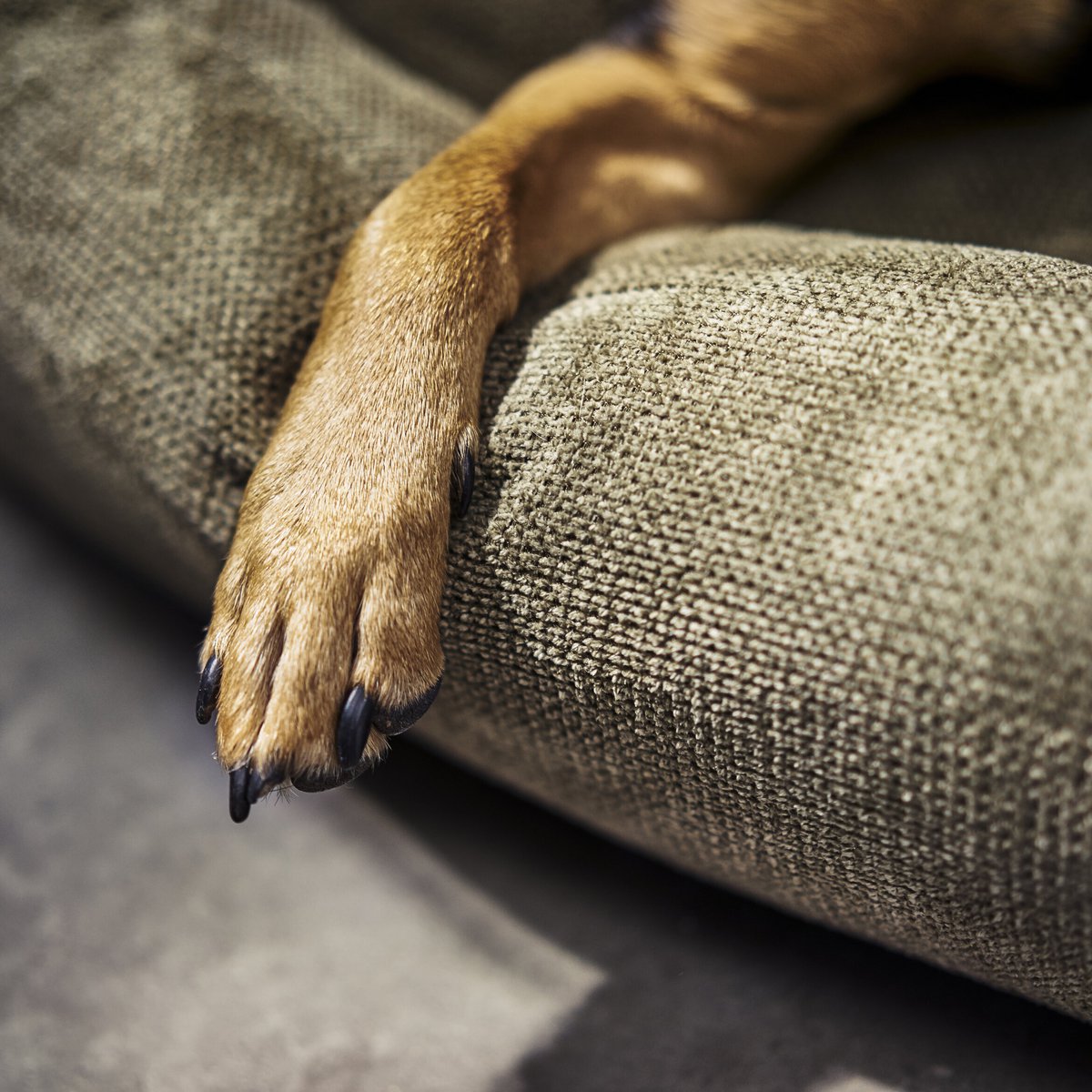 TUDOR ORTHO | Premium Orthopedic Dog Bed