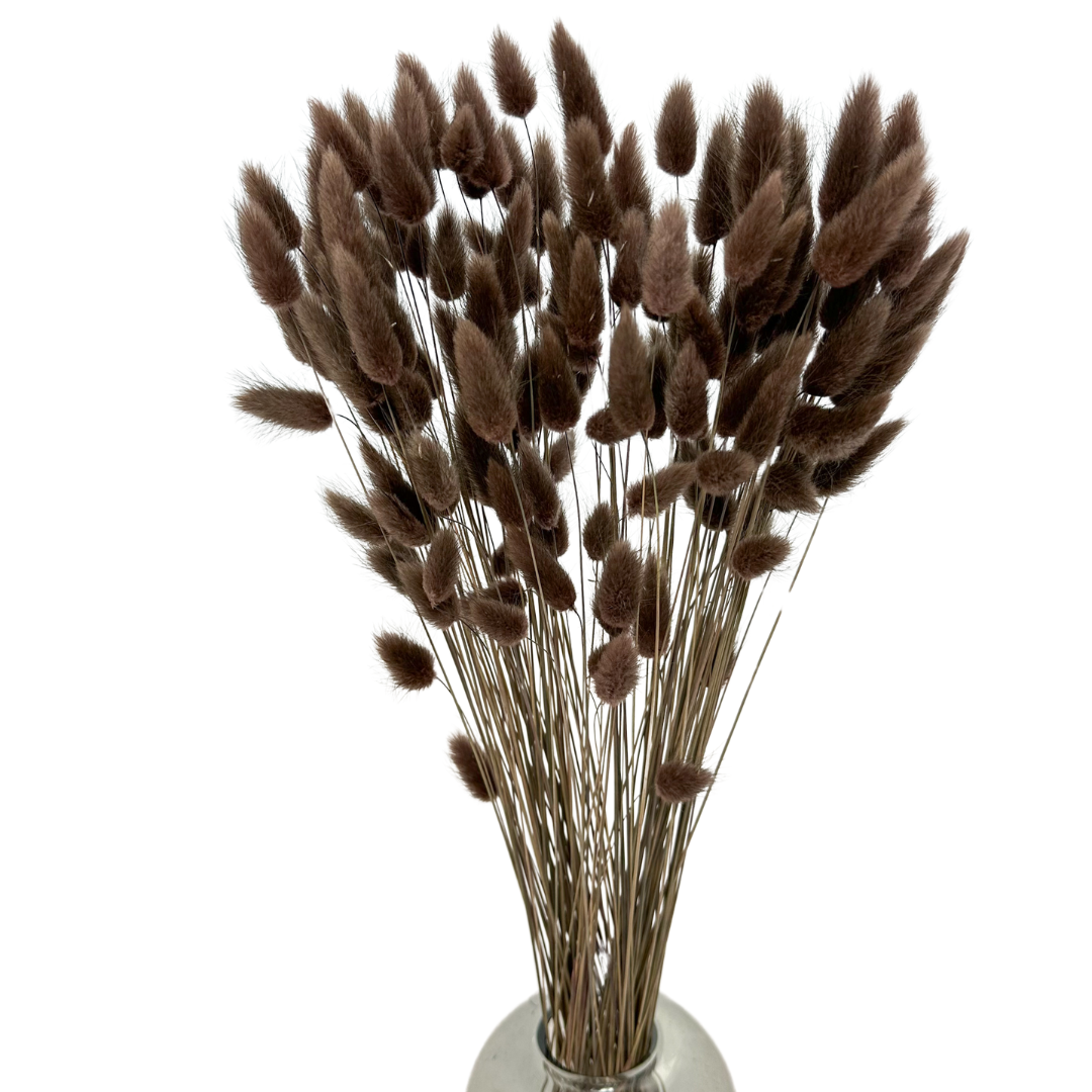Ogonki Króliczka (Lagurus) 50g Brązowe