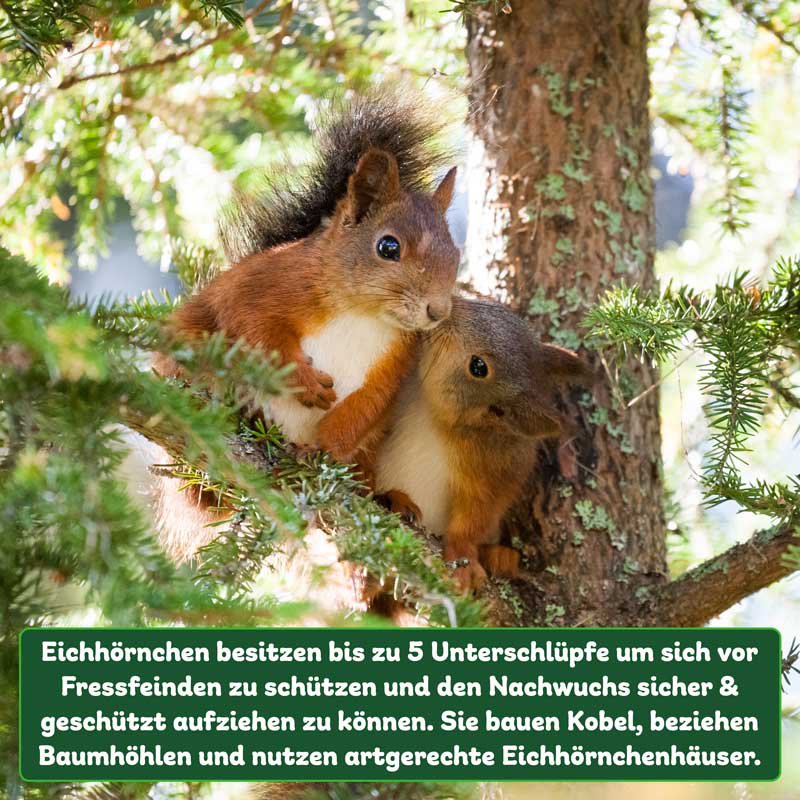 ERDENFREUND® Eichhörnchenhaus