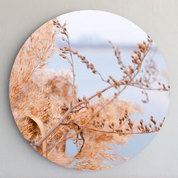 Pampas græs