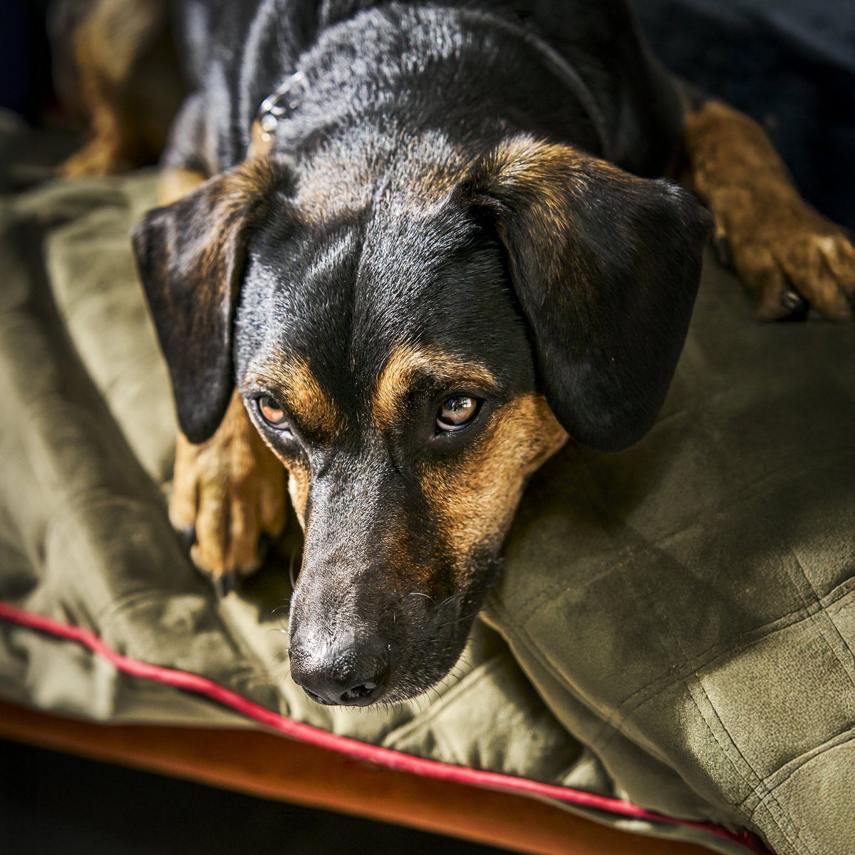 Coperta in velluto OXFORD per cani
