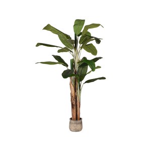 Hazer Musa - Green - Plastic - 180 cm 110 x 180 x 110 cm