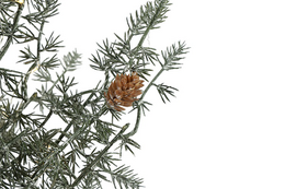 LED kerstboom Cedrus L groen