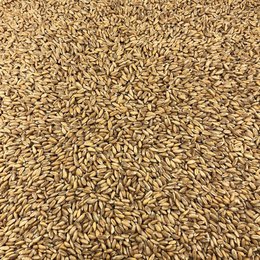 Organic Spelled in Bulk