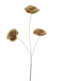 Beige dried poppy flowers spray, three blooms on single stem, botanical home decor arrangement.
