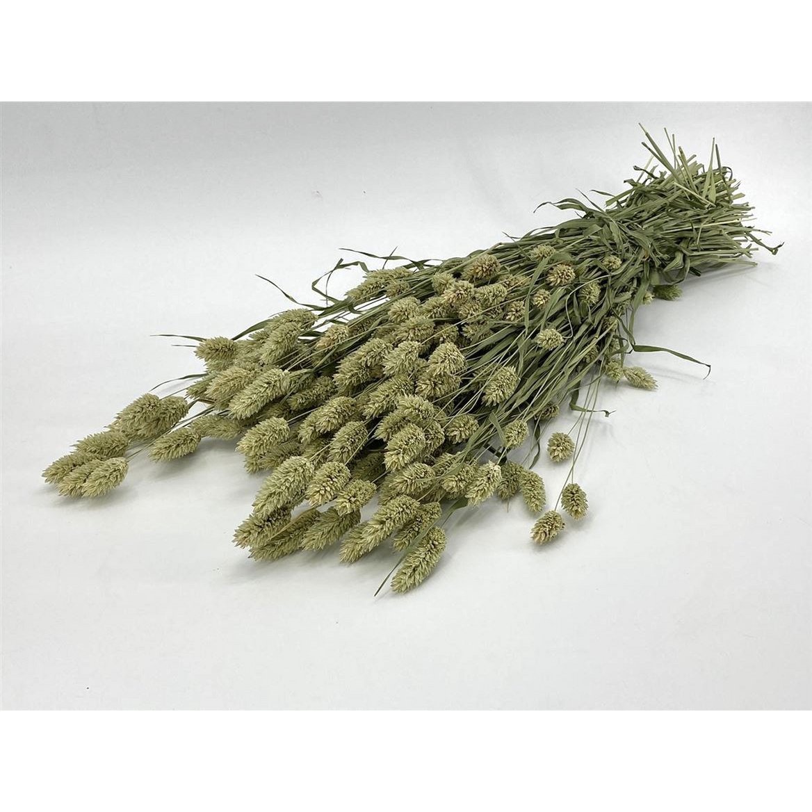Phalaris - 60 cm - Kwiaty suszone