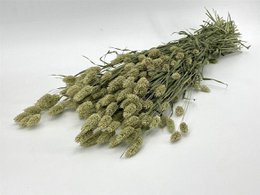 Phalaris - 60 cm - Trockenblumen