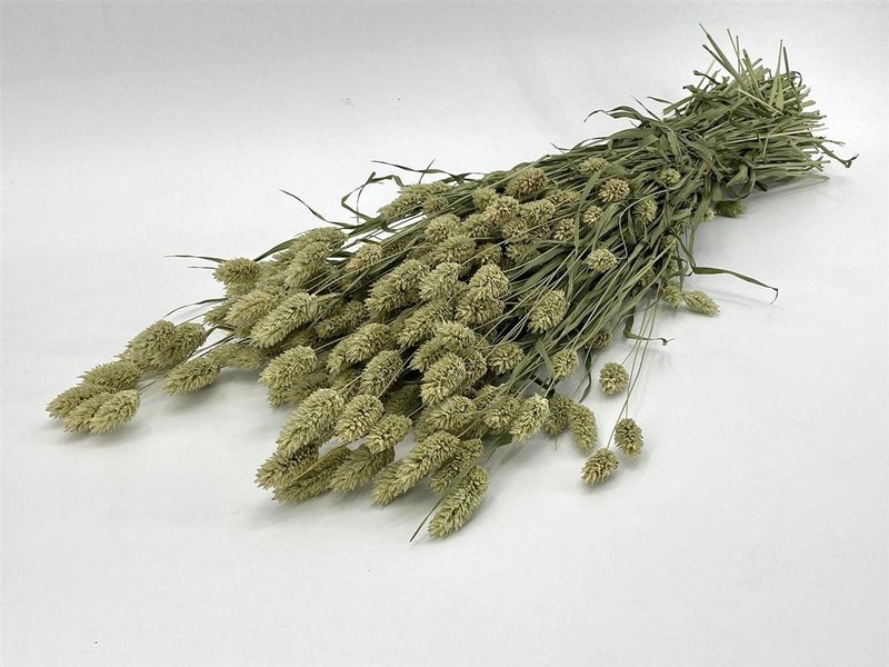 Phalaris - 60 cm - Dried flowers