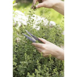 AUTHENTIC BLADES MO, herb scissors, cutting length 4-8cm