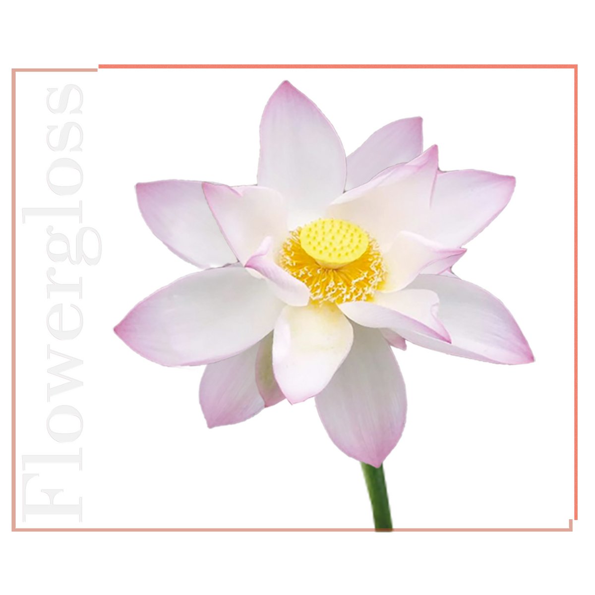 Flowergloss FG06 Lotus flower | made from fruit and vegetables 💚 Vegan without titanium dioxide “NEW”